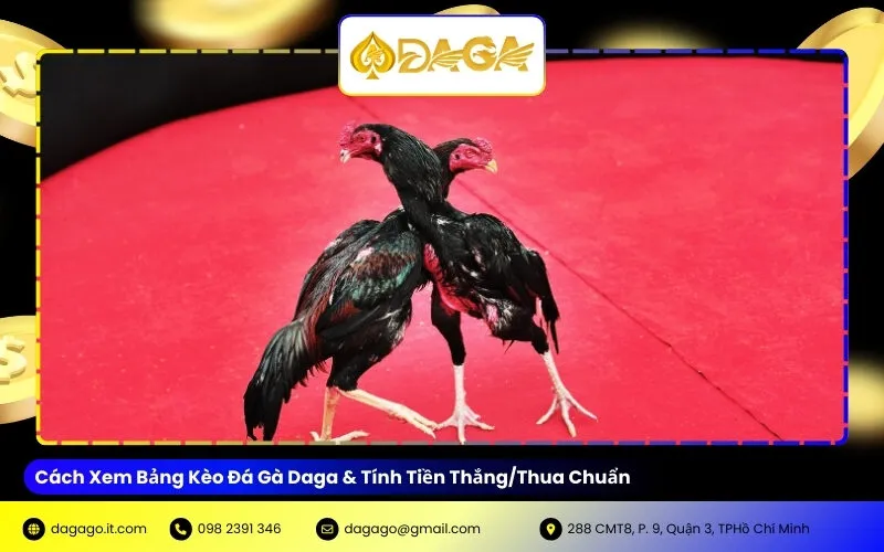 Cách tính tiền thắng thua đá gà Daga chi tiết