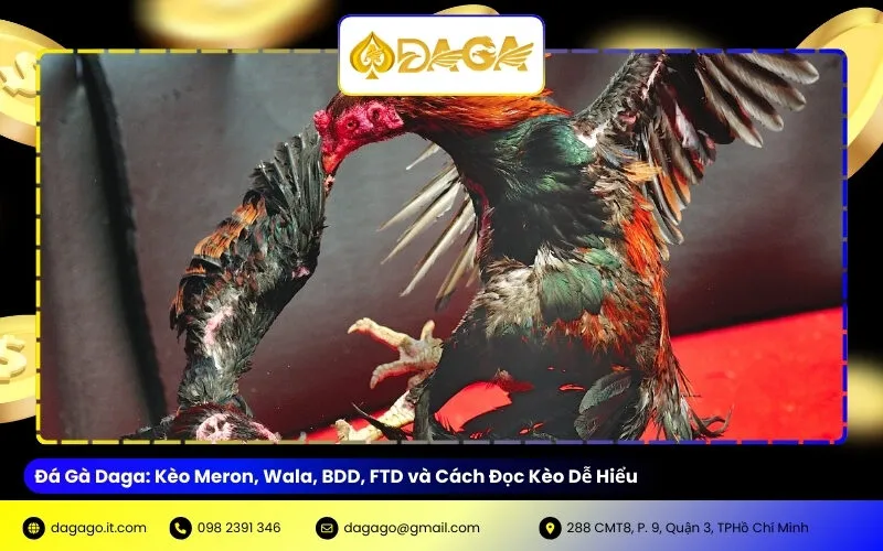 Đá Gà Daga: Kèo Meron, Wala, BDD, FTD và Cách Đọc Kèo Dễ Hiểu