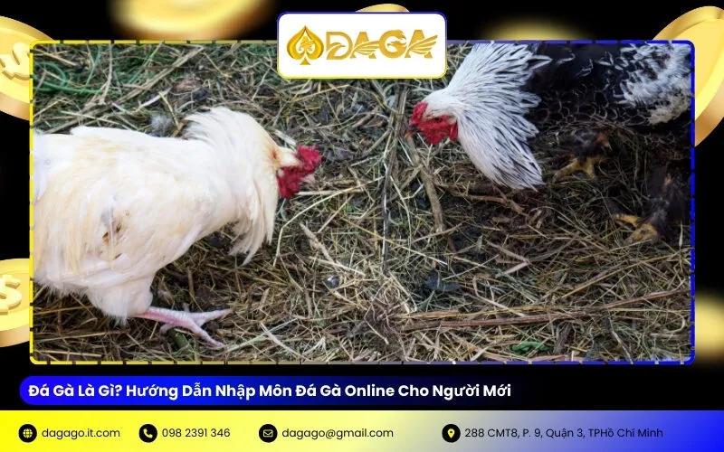 Đá Gà Là Gì? Hướng Dẫn Nhập Môn Đá Gà Online Cho Người Mới