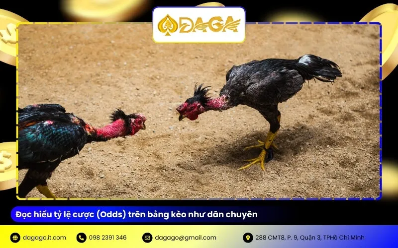 Đọc hiểu tỷ lệ cược (Odds) trên bảng kèo như dân chuyên