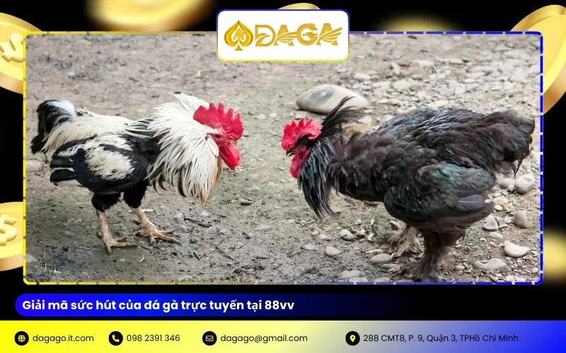 Giải mã sức hút của đá gà trực tuyến tại 88vv