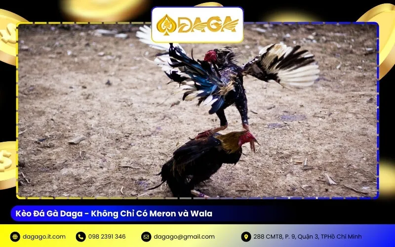 Kèo Đá Gà Daga - Không Chỉ Có Meron và Wala