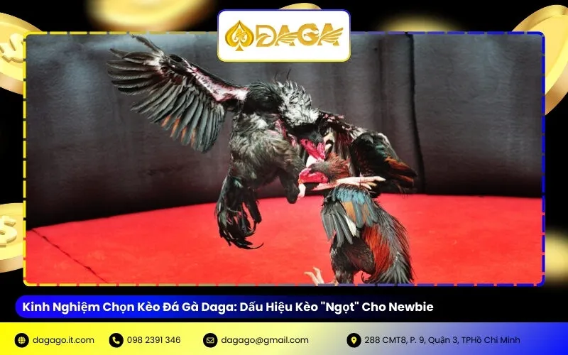 Kinh Nghiệm Chọn Kèo Đá Gà Daga: Dấu Hiệu Kèo "Ngọt" Cho Newbie