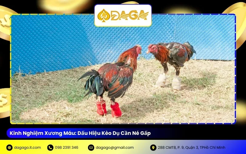 Kinh Nghiệm Xương Máu: Dấu Hiệu Kèo Dụ Cần Né Gấp