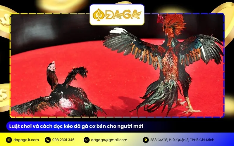 Luật chơi và cách đọc kèo cơ bản cho người mới