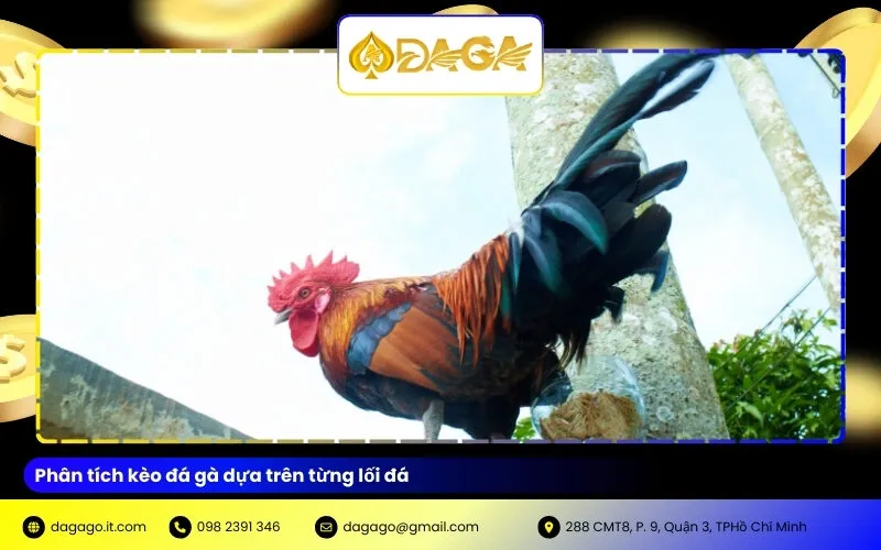 Phân tích kèo đá gà dựa trên từng lối đá