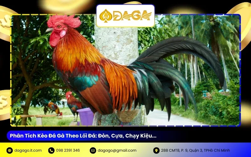 Phân Tích Kèo Đá Gà Theo Lối Đá: Đòn, Cựa, Chạy Kiệu...